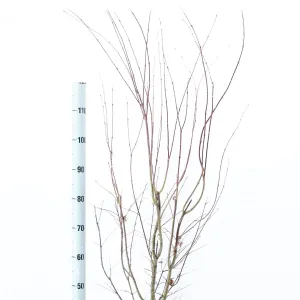 Acer Palmatum Atropurpureum 32cm Pot 110cm Shrub Plant