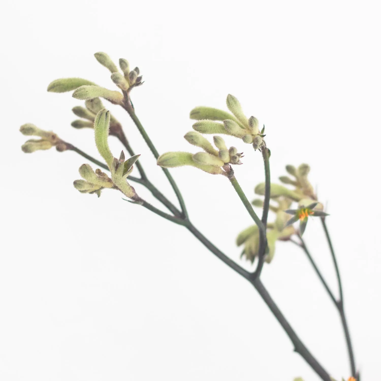 Kangaroo Paw - Green