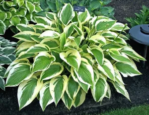 Percy Hosta